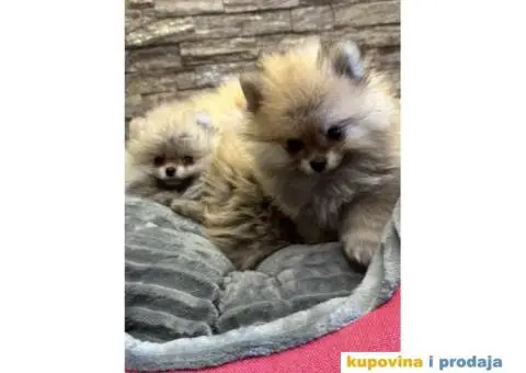 POMERANCI Prodajem štence - 4/7