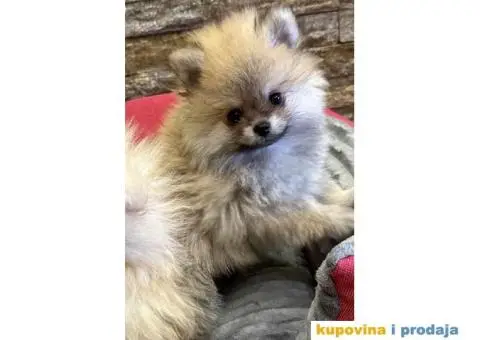 POMERANCI Prodajem štence - 5/7