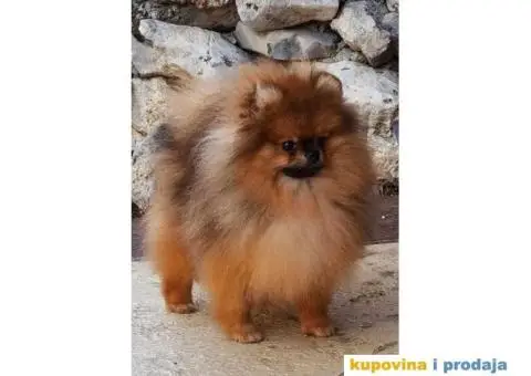 POMERANCI Prodajem štence - 6/7