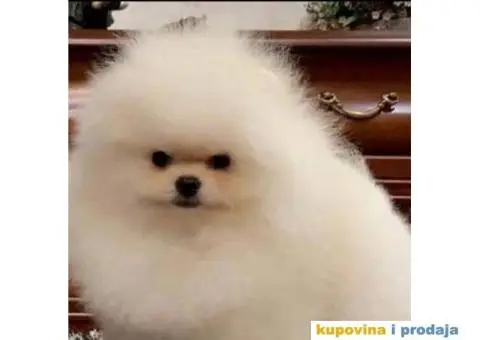 POMERANCI Prodajem štence - 7/7