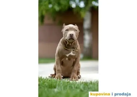 XL Američki Buli štenci XL American bully - 1/7