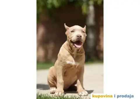 XL Američki Buli štenci XL American bully - 2/7
