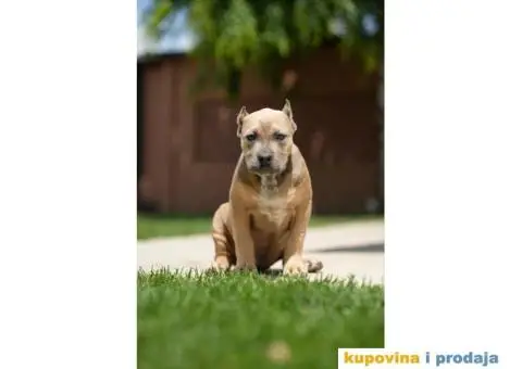 XL Američki Buli štenci XL American bully - 3/7