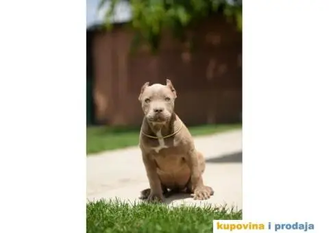 XL Američki Buli štenci XL American bully - 4/7