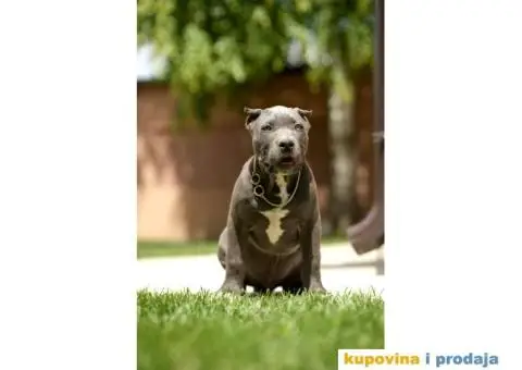XL Američki Buli štenci XL American bully - 5/7