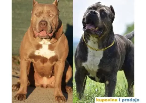 XL Američki Buli štenci XL American bully - 6/7