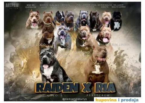 XL Američki Buli štenci XL American bully - 7/7