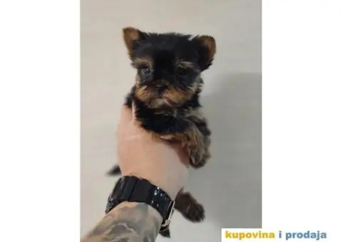 Mini Joksirski Terijeri spremni za preuzimanje - 6/10