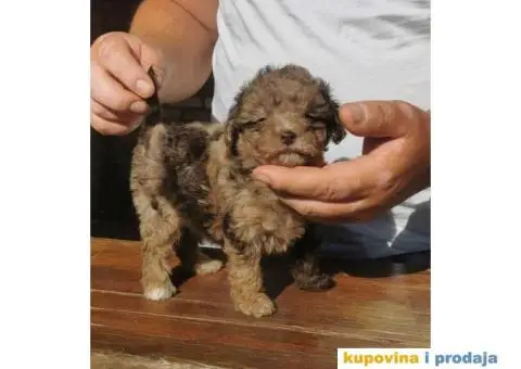 PUDLE  vrhunski  štenci - 1/10