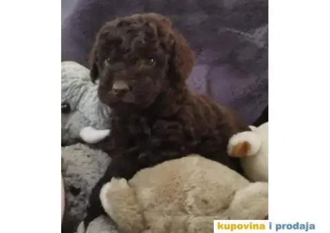 PUDLE  vrhunski  štenci - 2/10