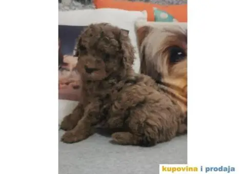 PUDLE  vrhunski  štenci - 3/10