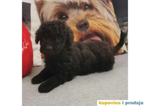 PUDLE  vrhunski  štenci - 4/10