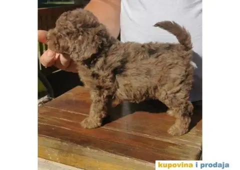 PUDLE  vrhunski  štenci - 5/10