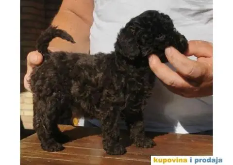 PUDLE  vrhunski  štenci - 6/10