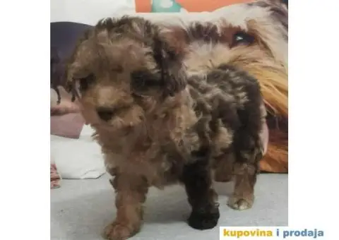 PUDLE  vrhunski  štenci - 7/10