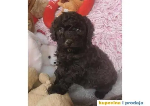 PUDLE  vrhunski  štenci - 8/10