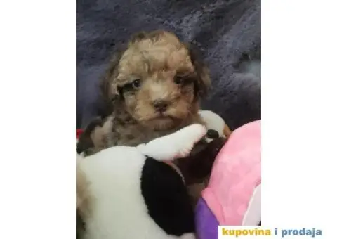 PUDLE  vrhunski  štenci - 9/10