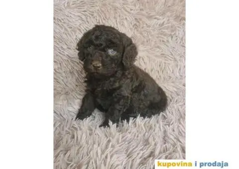 PUDLE  vrhunski  štenci - 10/10