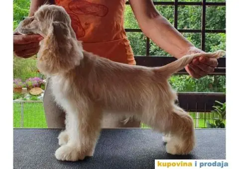 Američki koker španijel, muško štene - 1/4