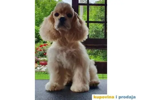 Američki koker španijel, muško štene - 2/4