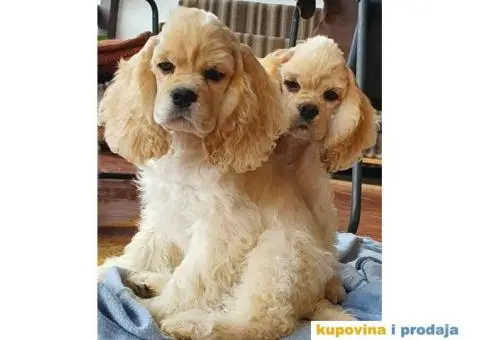 Američki koker španijel, muško štene - 3/4