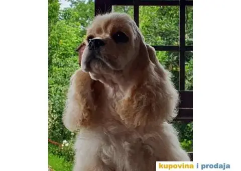 Američki koker španijel, muško štene - 4/4