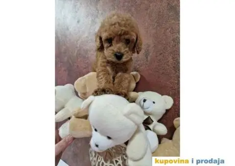 Preslatke malene pudlice aprikot i crvene - 1/3