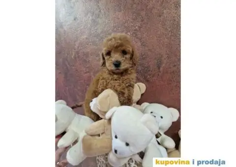 Preslatke malene pudlice aprikot i crvene - 2/3