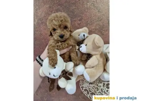 Preslatke malene pudlice aprikot i crvene - 3/3