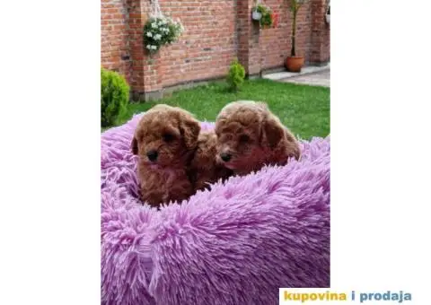 Malene PUDLE crvene boje - 1/5