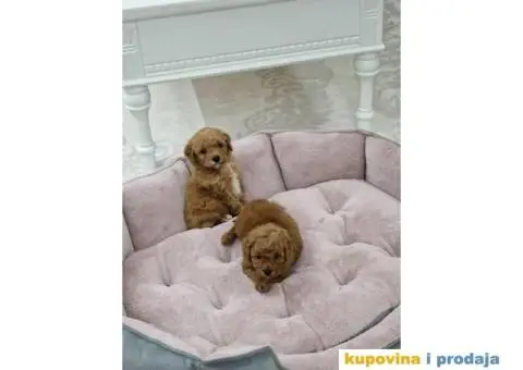 Malene PUDLE crvene boje - 2/5