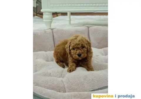 Malene PUDLE crvene boje - 3/5