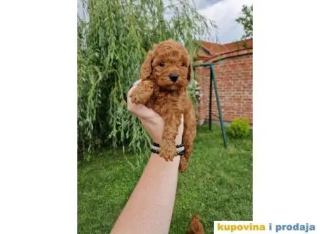 Malene PUDLE crvene boje - 4/5