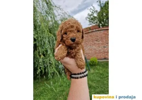 Malene PUDLE crvene boje - 5/5