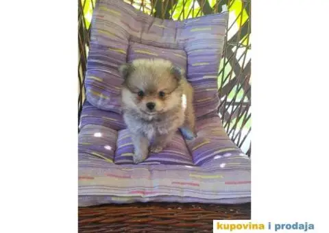 POMERANSKI SPIC  stenci - 1/6