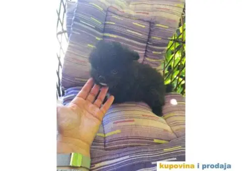 POMERANSKI SPIC  stenci - 2/6