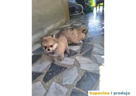 POMERANSKI SPIC  stenci - 4/6