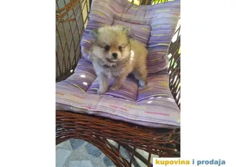 POMERANSKI SPIC  stenci - 5/6