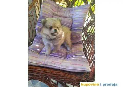 POMERANSKI SPIC  stenci - 6/6