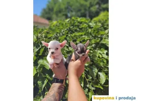 Mikro Civave spremne za preuzimanje - 1/10