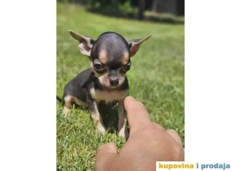 Mikro Civave spremne za preuzimanje - 2/10