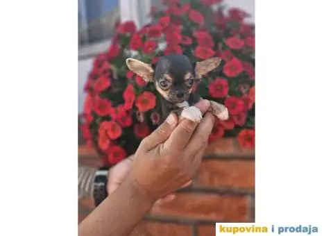 Mikro Civave spremne za preuzimanje - 3/10