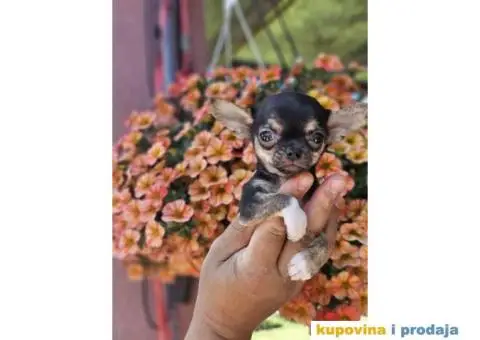 Mikro Civave spremne za preuzimanje - 4/10