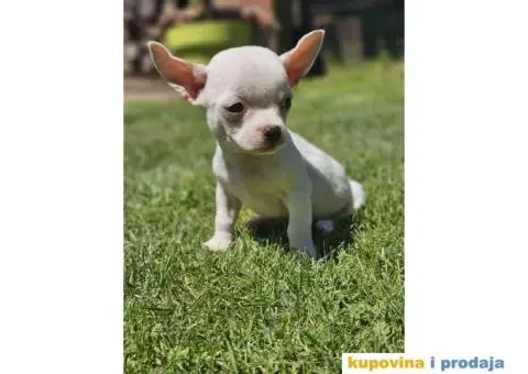 Mikro Civave spremne za preuzimanje - 5/10