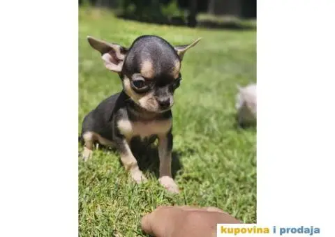 Mikro Civave spremne za preuzimanje - 7/10