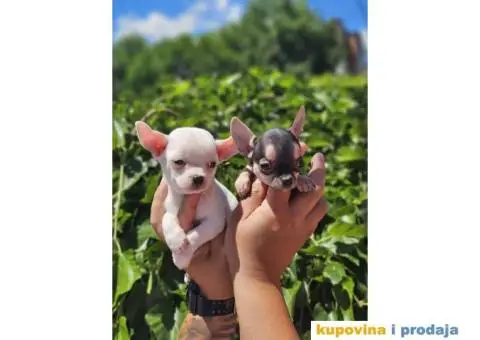 Mikro Civave spremne za preuzimanje - 8/10