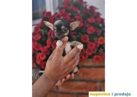 Mikro Civave spremne za preuzimanje - 9/10