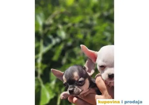 Mikro Civave spremne za preuzimanje - 10/10