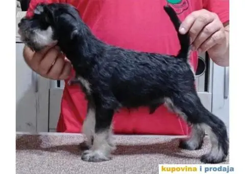 Patuljasti šnaucer stenci - 1/5