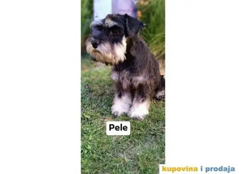 Patuljasti šnaucer stenci - 2/5